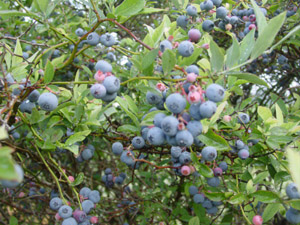 Rabbiteye Blueberry Cultivars berries